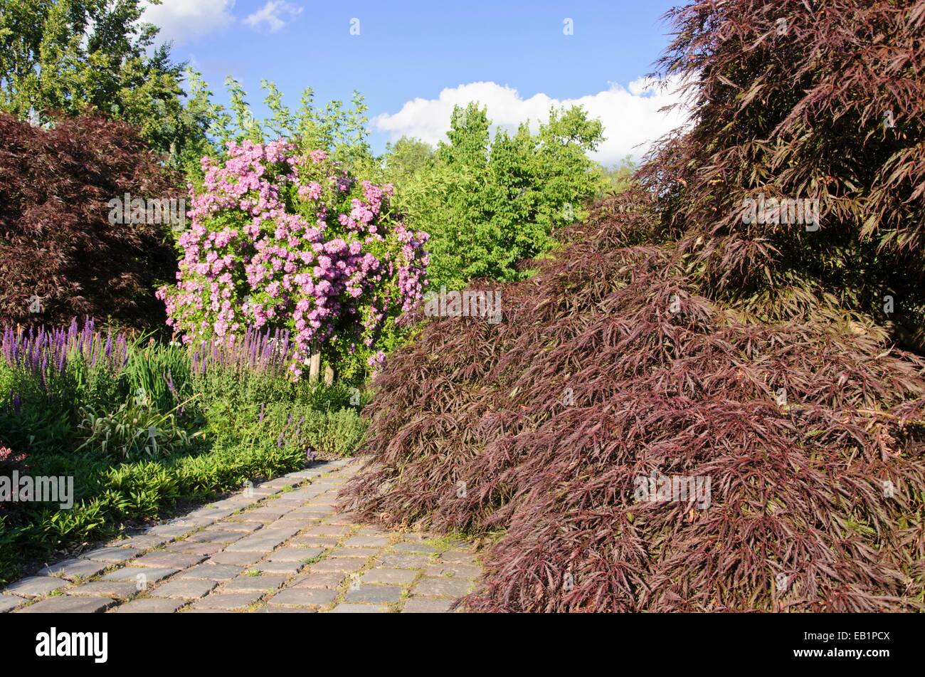 L'érable japonais (Acer palmatum) et rambler (rosa veilchenblau) Banque D'Images