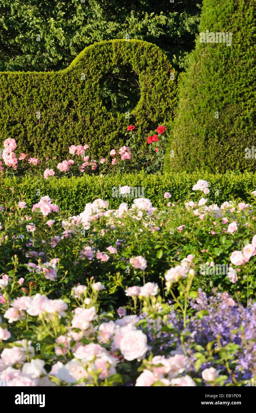 L'if commun (Taxus baccata) et les roses (rosa), britzer garten, Berlin, Allemagne Banque D'Images