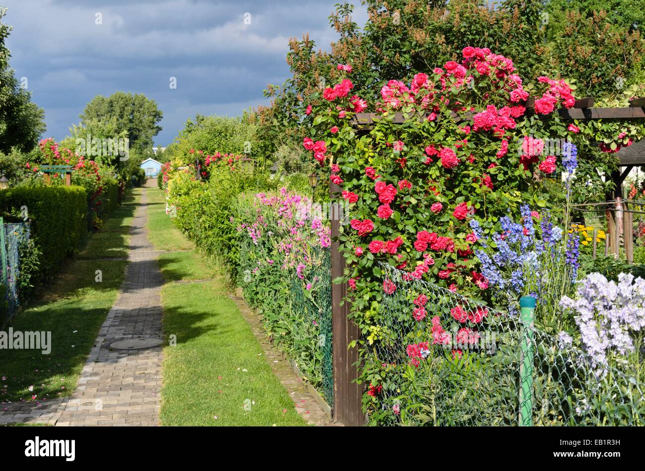 Pois de senteur (Lathyrus odoratus), rose (Rosa) et larkspur (delphinium) dans un jardin d'attribution Banque D'Images