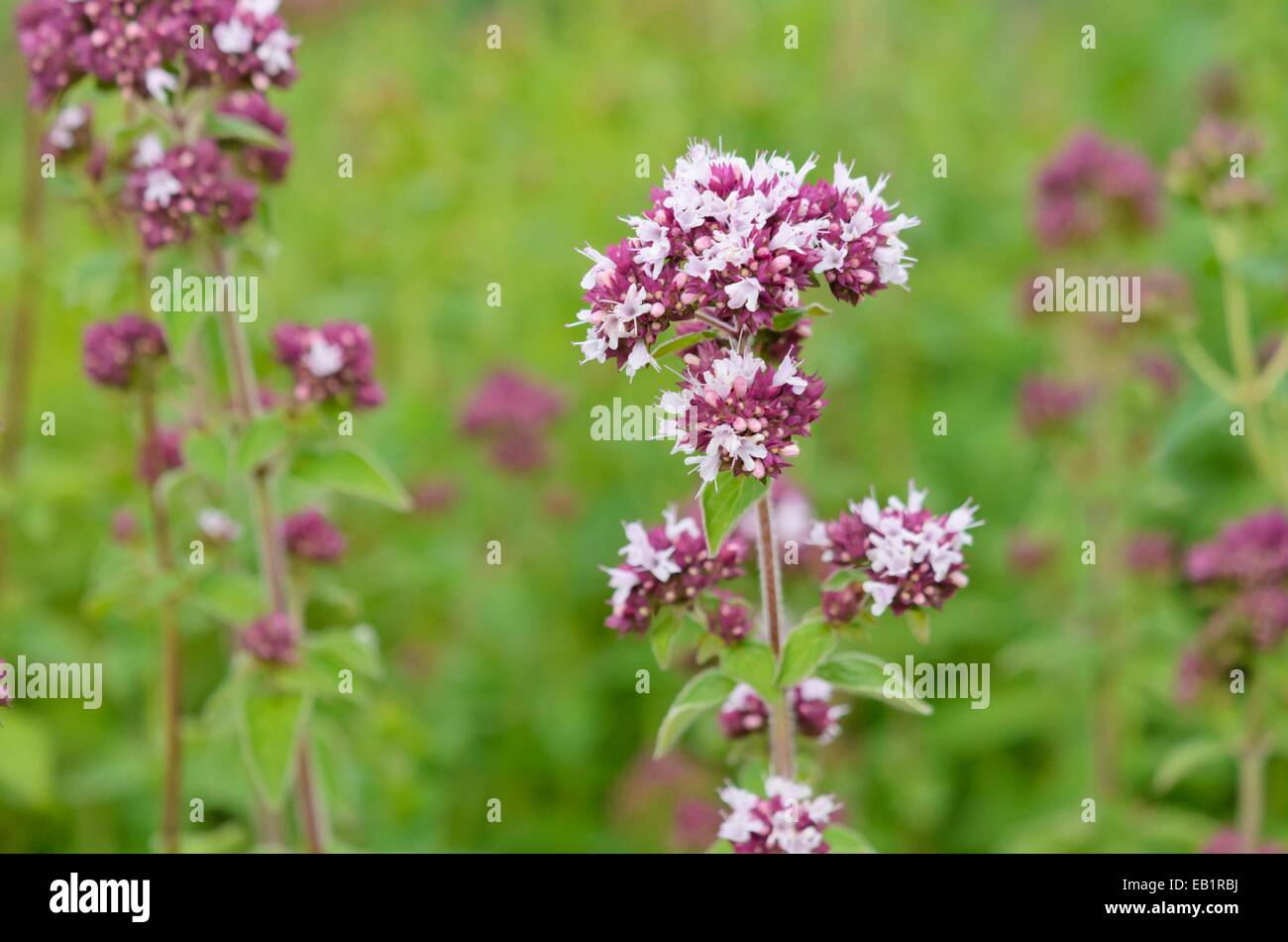 La marjolaine (Origanum majorana) Banque D'Images