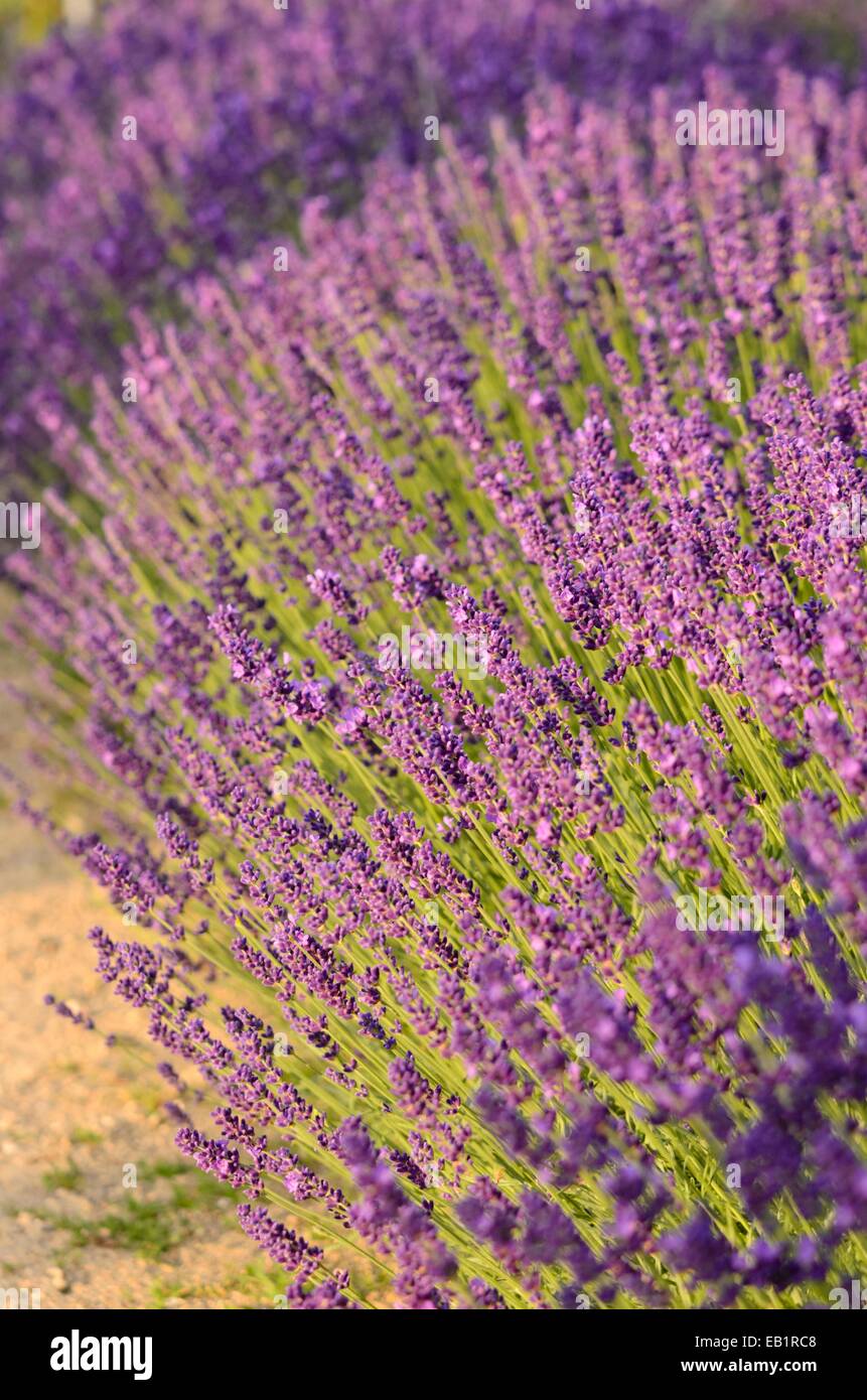 Lavande (lavandula angustifolia commun 'Dwarf blue') Banque D'Images