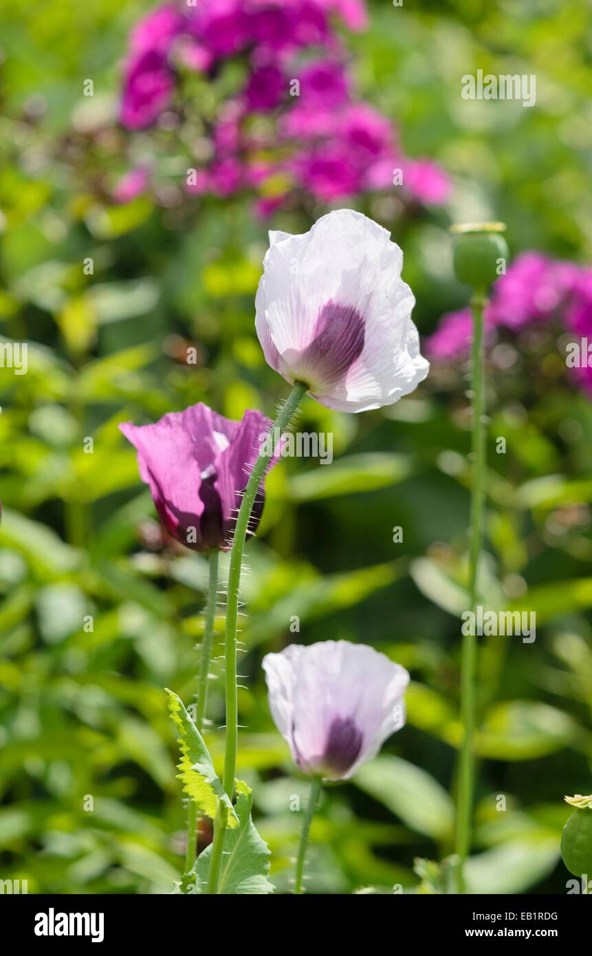 Du pavot à opium (Papaver somniferum) Banque D'Images