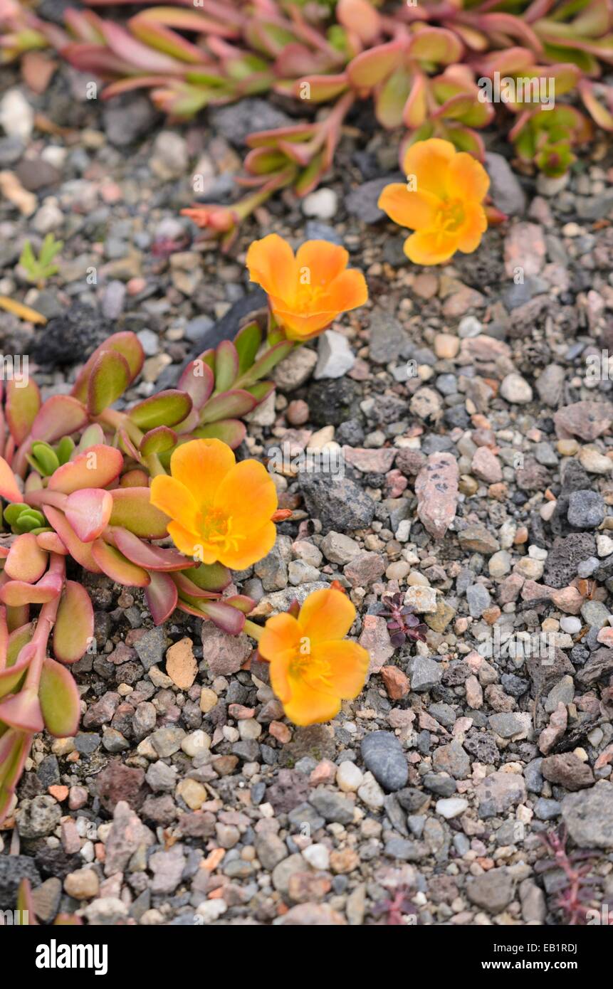 Wingpod pourpier (portulaca umbraticola) Banque D'Images