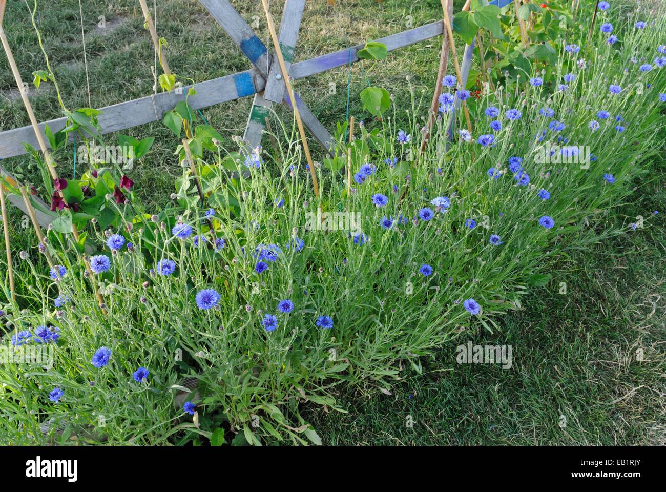 Le bleuet (centaurea cyanus) Banque D'Images