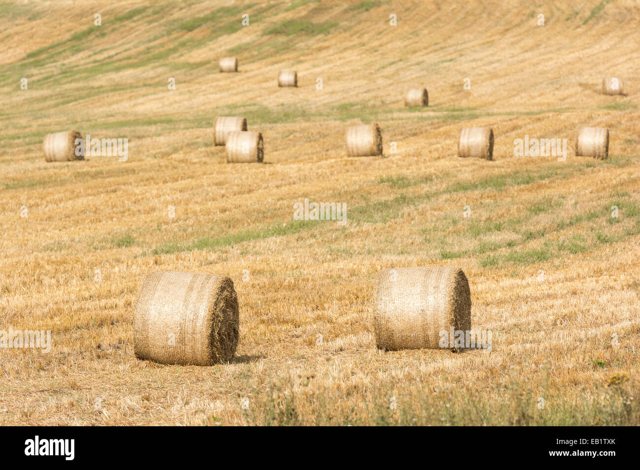 Hay-Roll sur prairie après la récolte de l'été sur Paysage de fin Banque D'Images