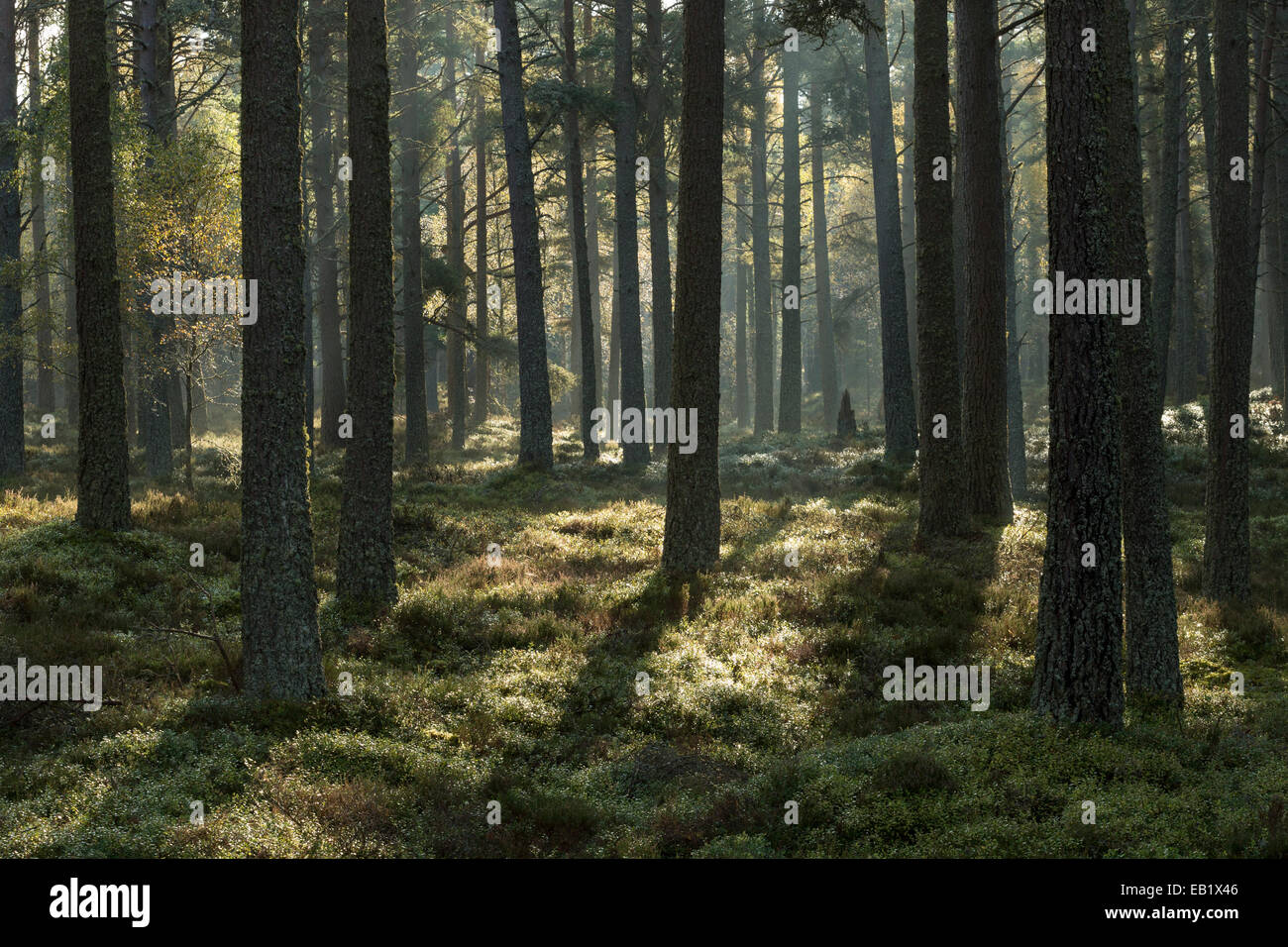 Scot's forêt de pins (Pinus sylvestris) dans la lumière du matin, Strathspey, Ecosse Banque D'Images