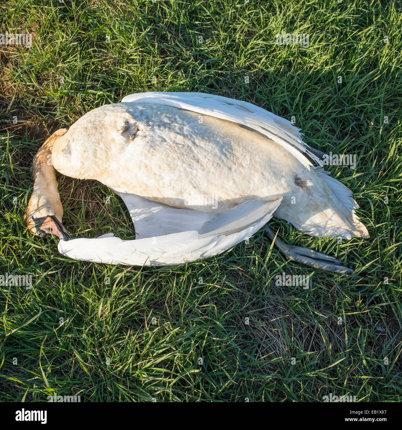 Dead Cygne muet sur l'herbe - Cygnus olor Banque D'Images