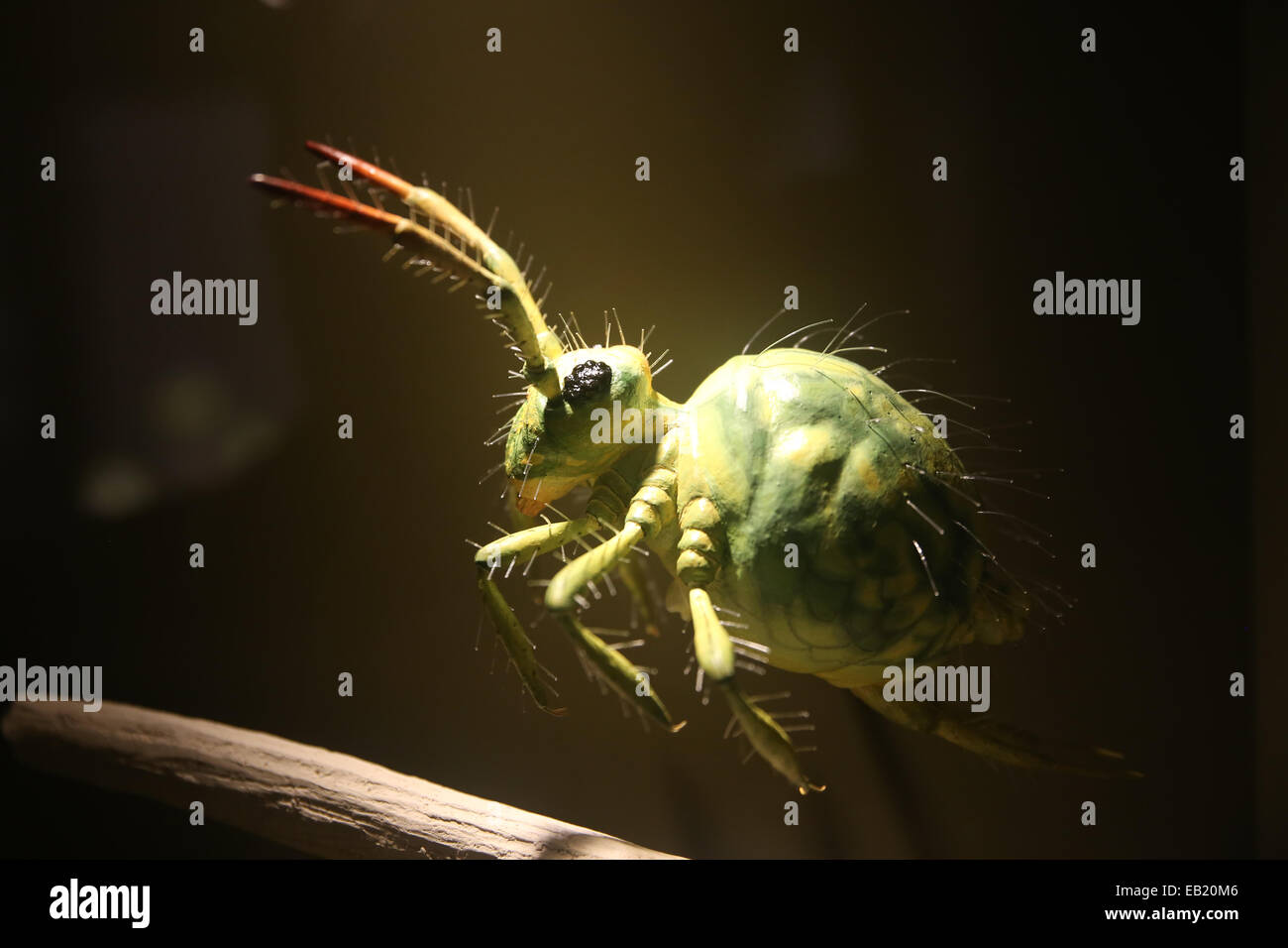 Springtail modèle à l'intérieur du musée des sciences naturelles bruxelles belgique Banque D'Images