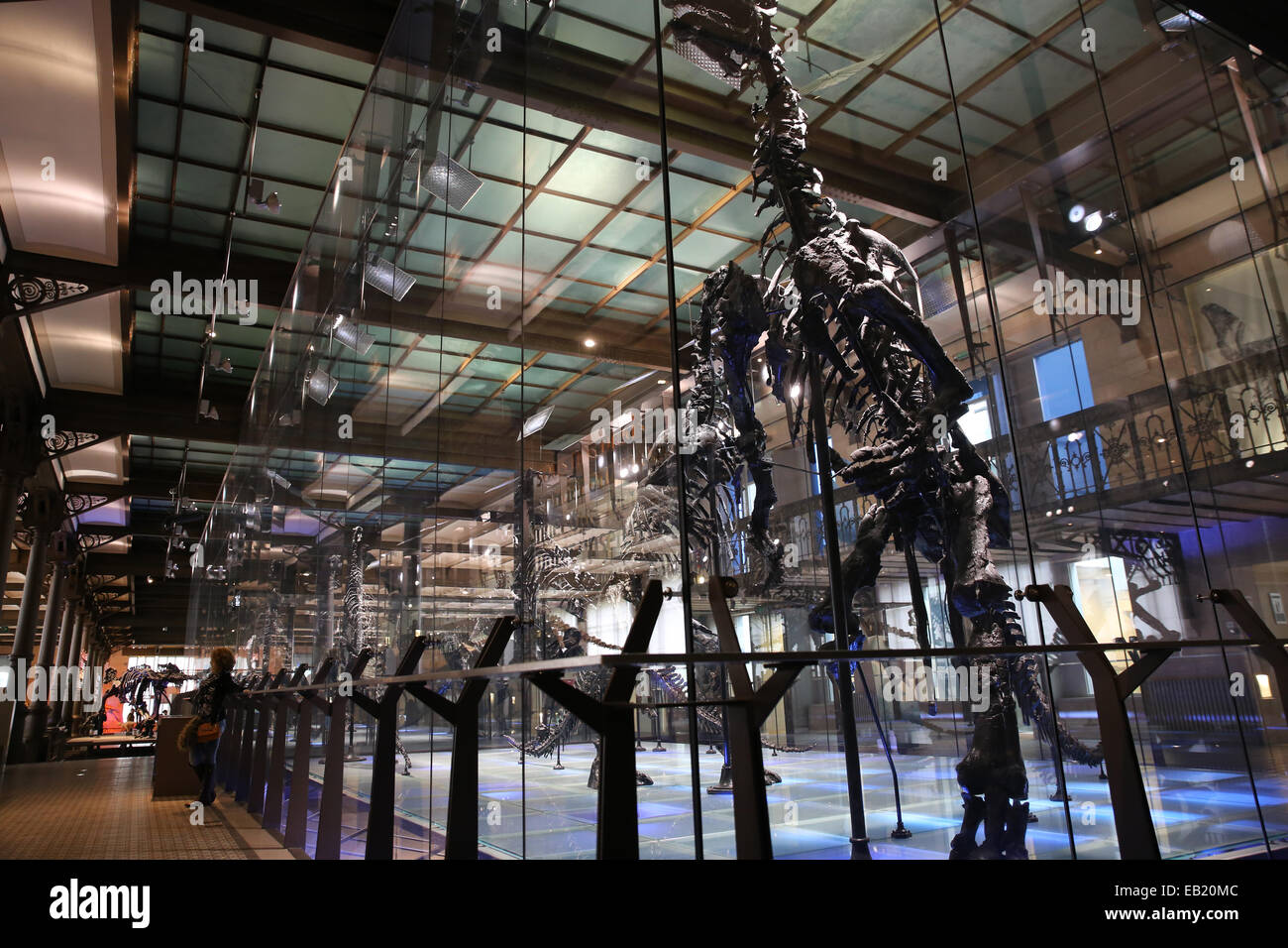 Musée d'histoire naturelle de Bruxelles dinosaures modèles squelette Banque D'Images