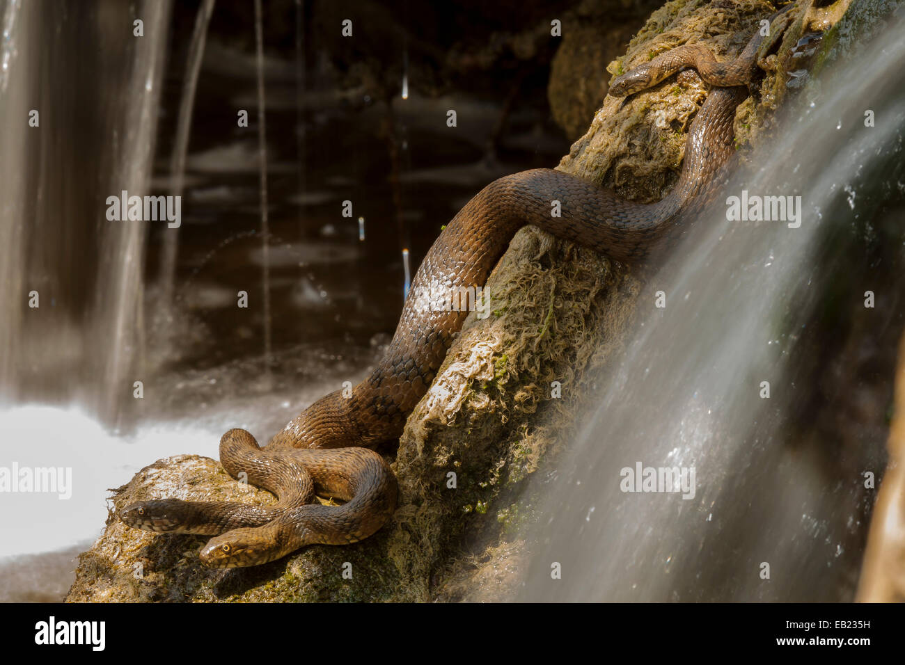 Trois serpents d'eau à côté d'une cascade Banque D'Images