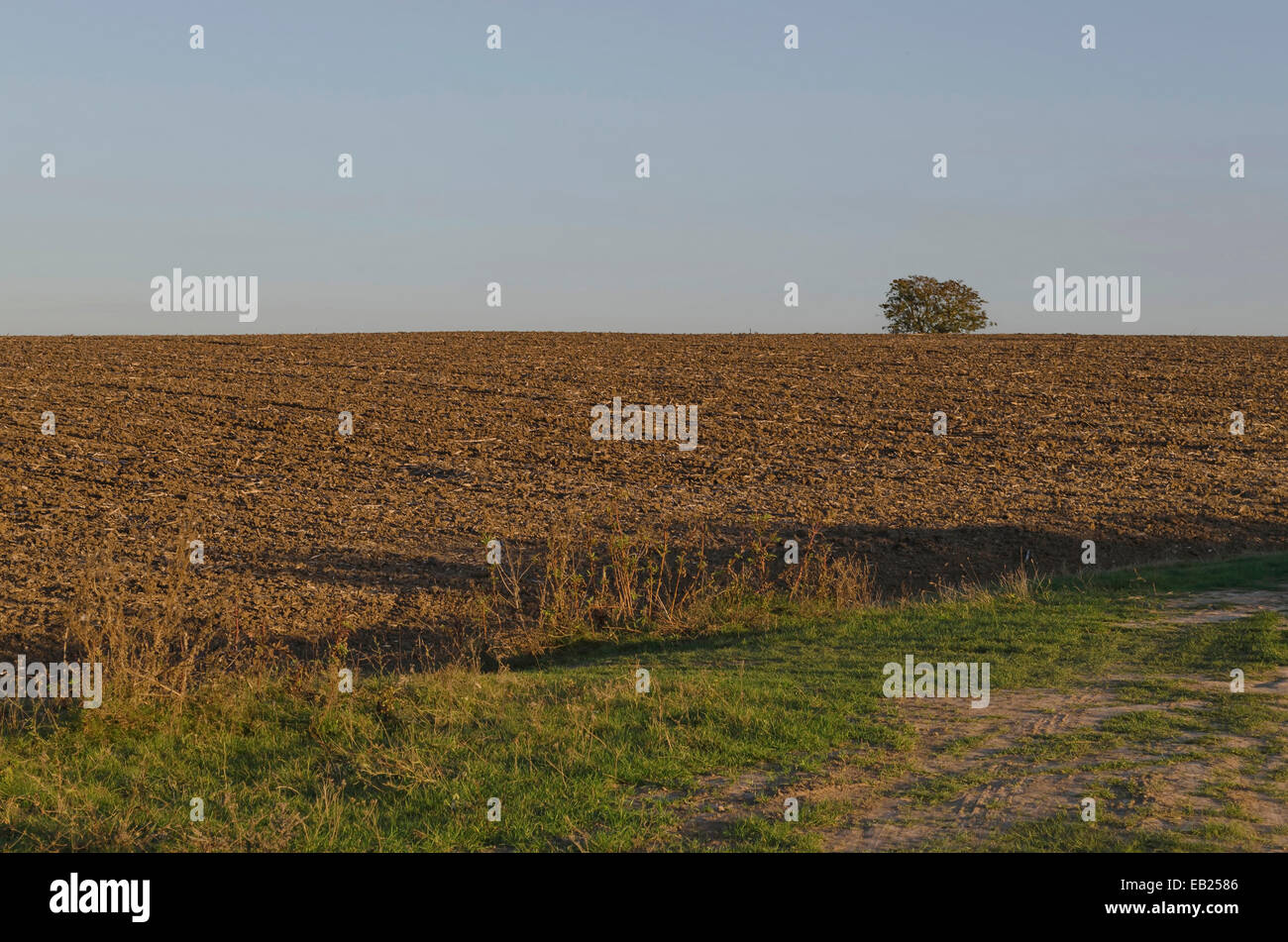 Le champ en jachère avec arbre solitaire à l'automne, Ludogorie, Bulgarie Banque D'Images Le champ en jachère avec arbre solitaire à l'automne, Ludogorie, Bulgarie Banque D'Images