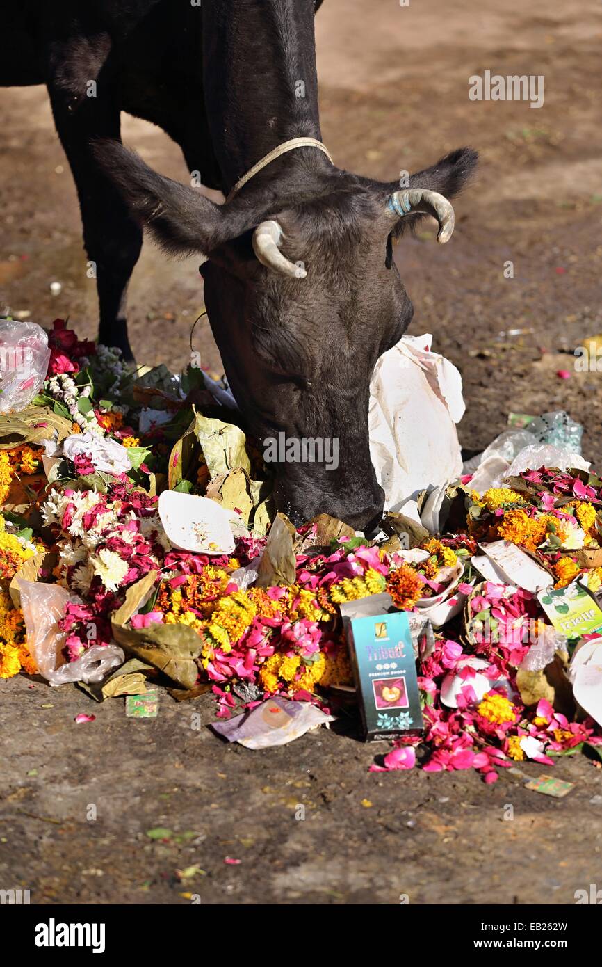 Manger de la vache d'ordures dans les rues de Jaipur Rajasthan Inde Banque D'Images