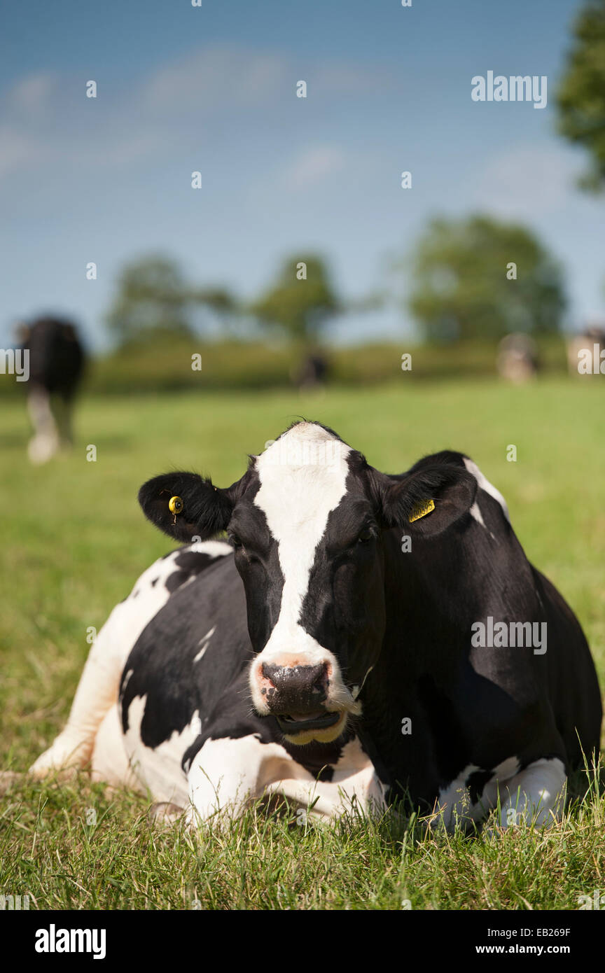 Holstein de prévues dans la zone. , Cumbria (Royaume-Uni). Banque D'Images