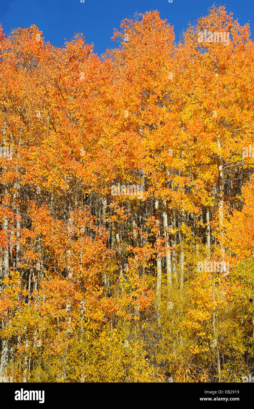 Un affichage d'aspen grove jaunes brillantes mettent en évidence l'arrivée de l'automne dans les montagnes de la Sierra Nevada. Banque D'Images