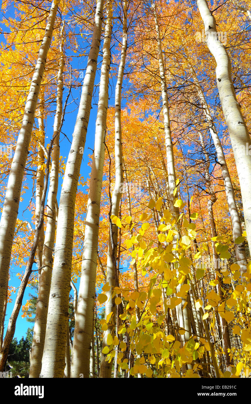 Une grappe de jaune chatoyant tremble souligner l'arrivée de l'automne dans les montagnes de la Sierra Nevada. Banque D'Images