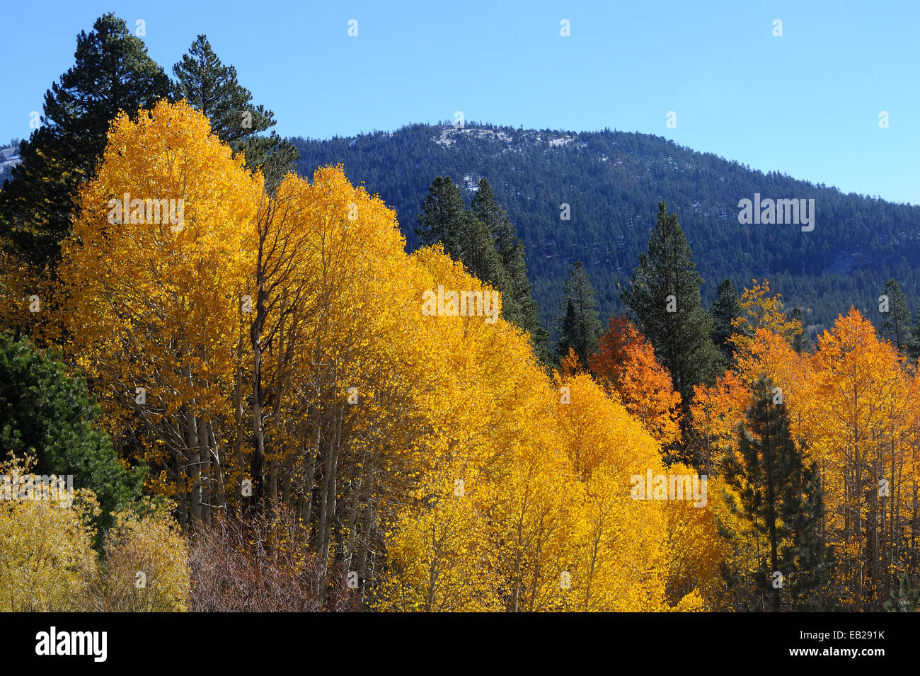 Un affichage d'aspen grove jaunes brillantes mettent en évidence l'arrivée de l'automne dans les montagnes de la Sierra Nevada. Banque D'Images