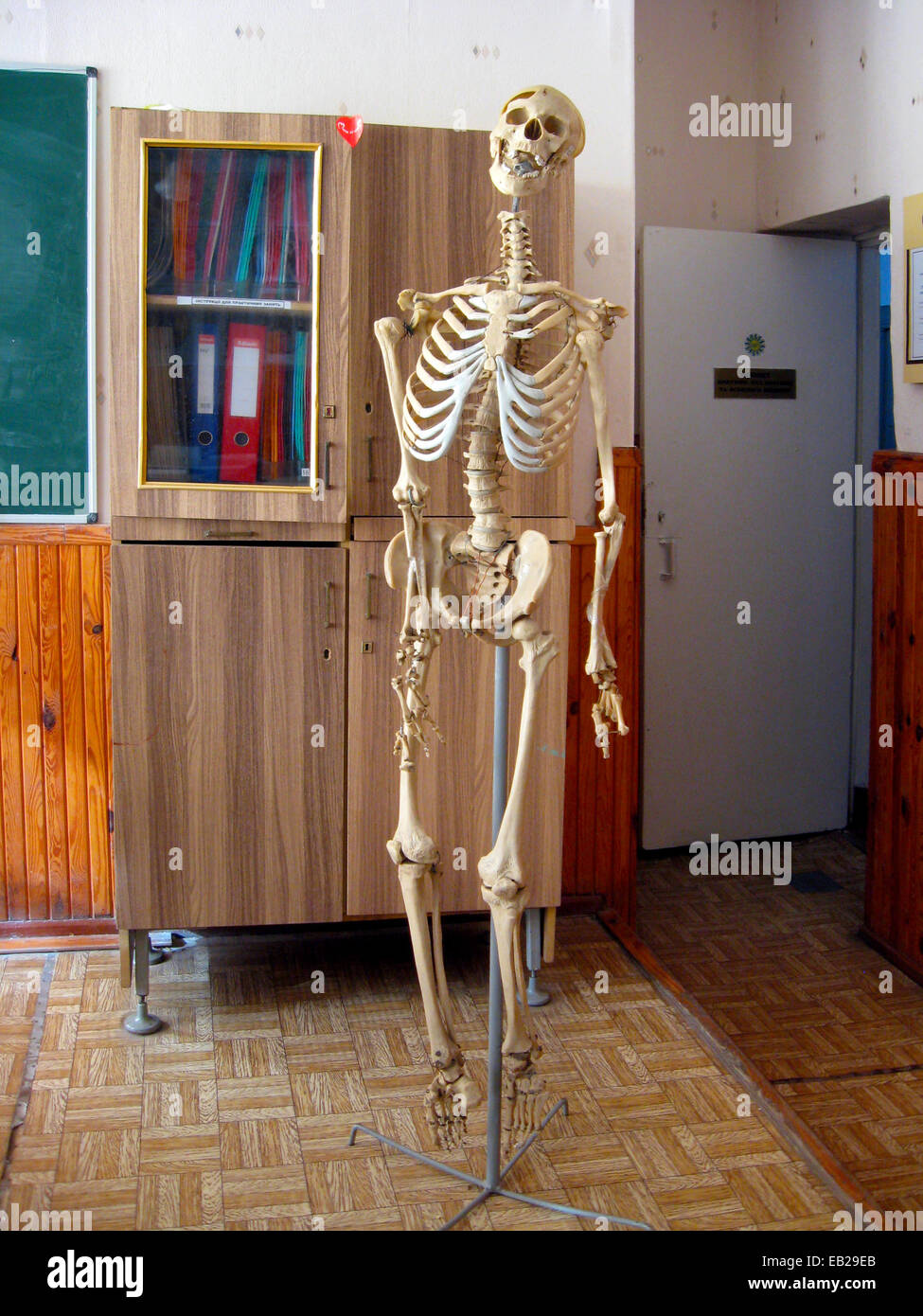 Squelette de la classe vide d'anatomie Banque D'Images