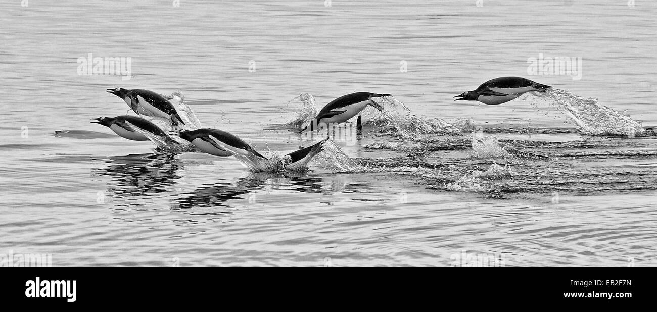 Manchots, Pygoscelis papua, grâce à l'Antarctique marsouinage Lemaire Channel, également connu sous le nom de Gap Kodak. Banque D'Images