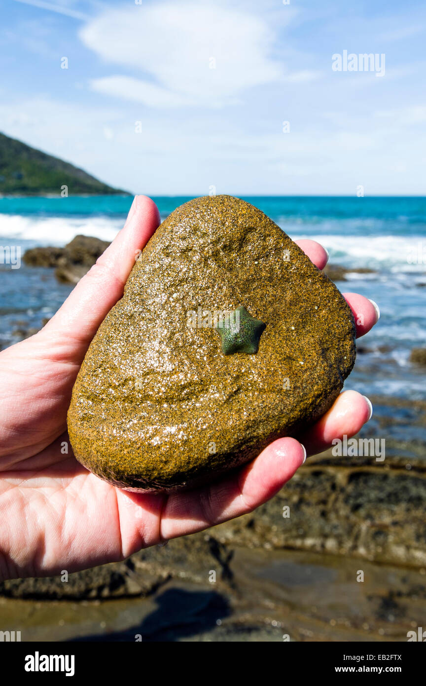 Une Etoile De Mer Bebe Attache A Un Rocher Dans Une Piscine Dans Les Rochers A Maree Basse Photo Stock Alamy