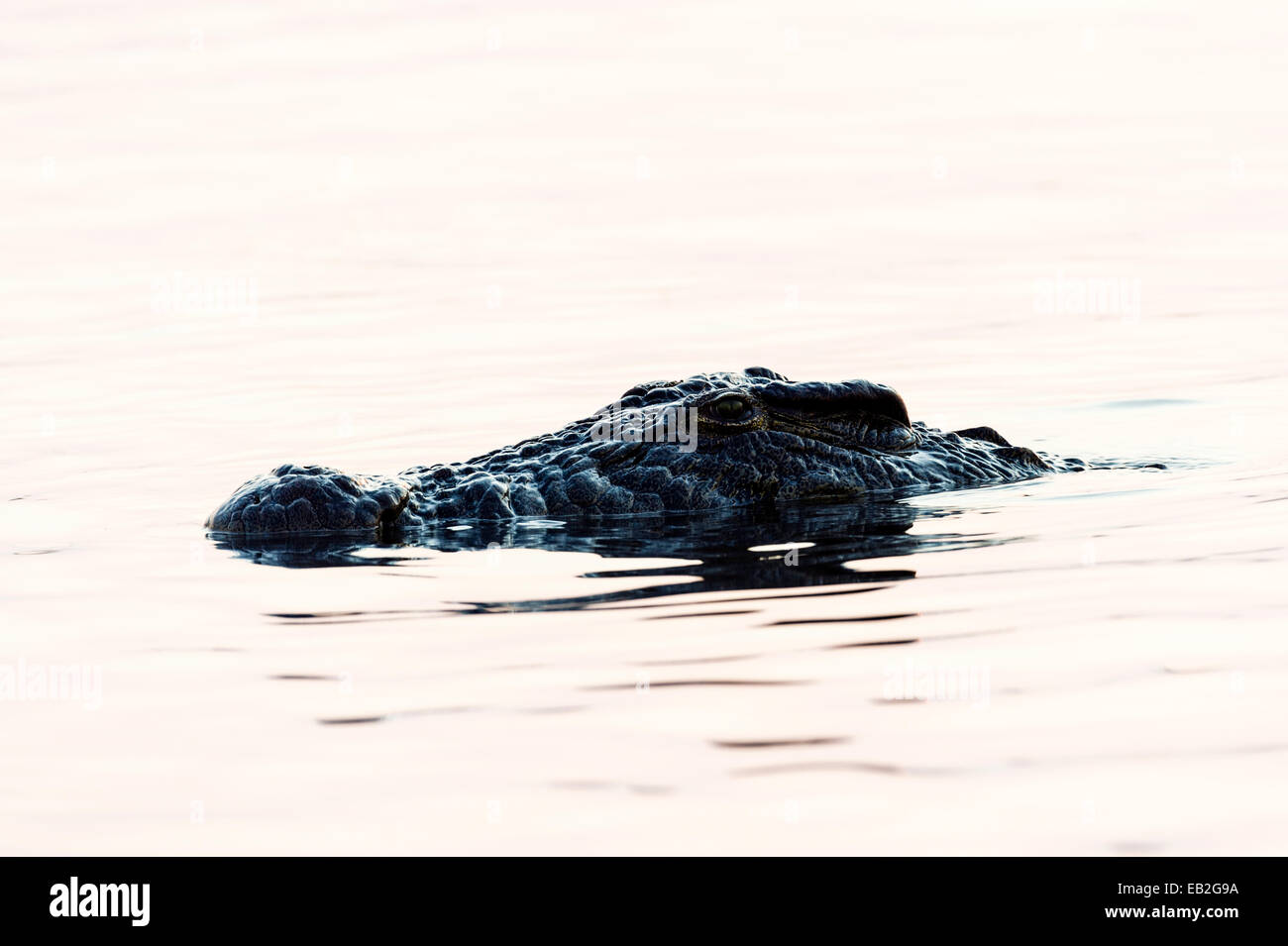 Un Crocodile du Nil branches un hippopotame mort sur une zone humide au coucher du soleil. Banque D'Images