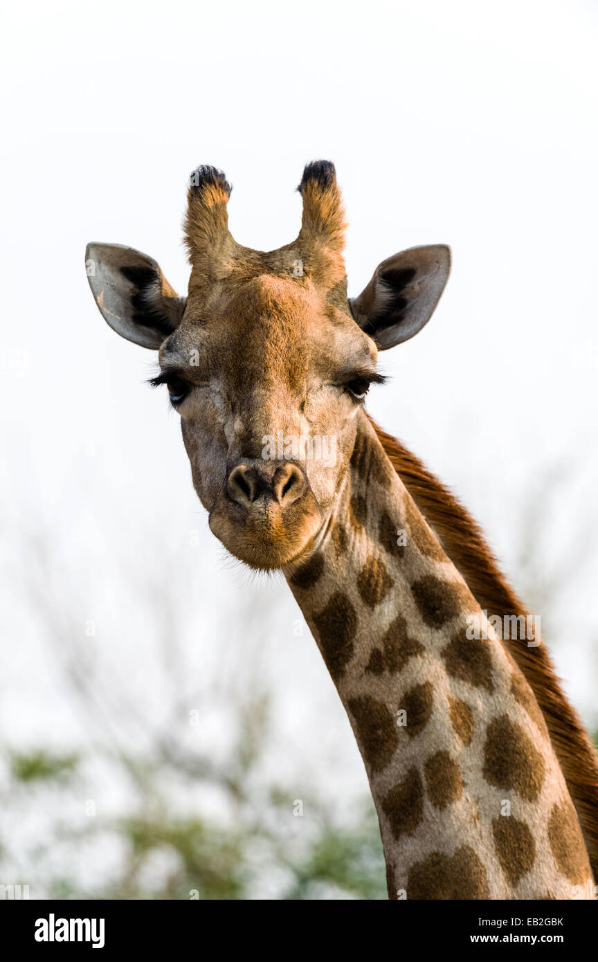 Portrait d'une giraffe réticulée du Sud avec la tête et les cornes touffetée lèvres préhensiles. Banque D'Images