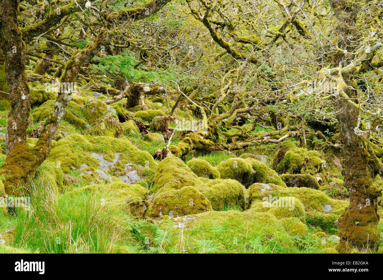 Les rochers de granit couvert de mousse et arbres de chêne avec mousses épiphytes, lichens et fougères Wistman's Wood, Dartmoor, Devon Banque D'Images