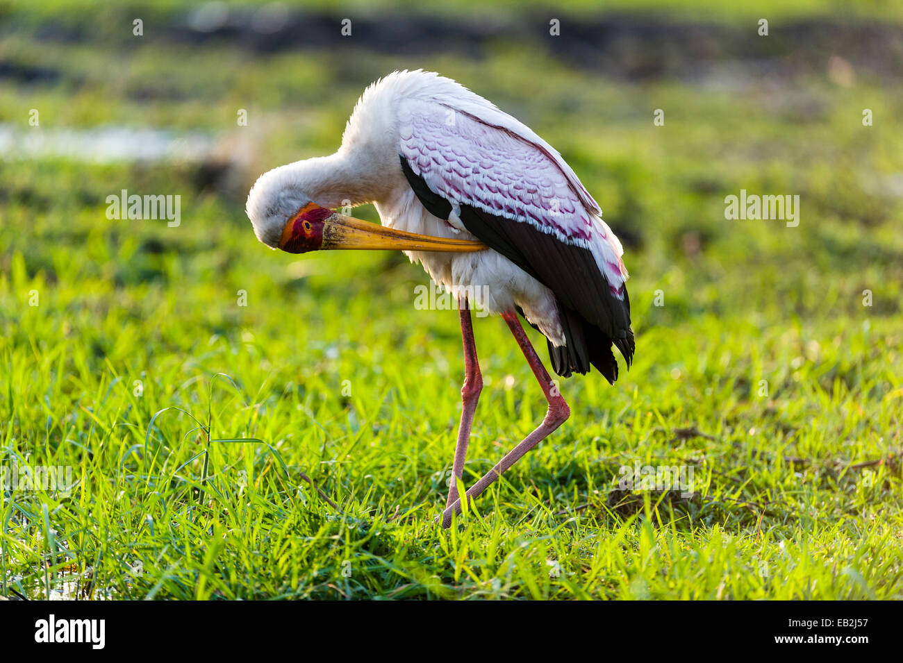 Une Cigogne à bec jaune se lissant les plumes c'est en utilisant son long bec. Banque D'Images