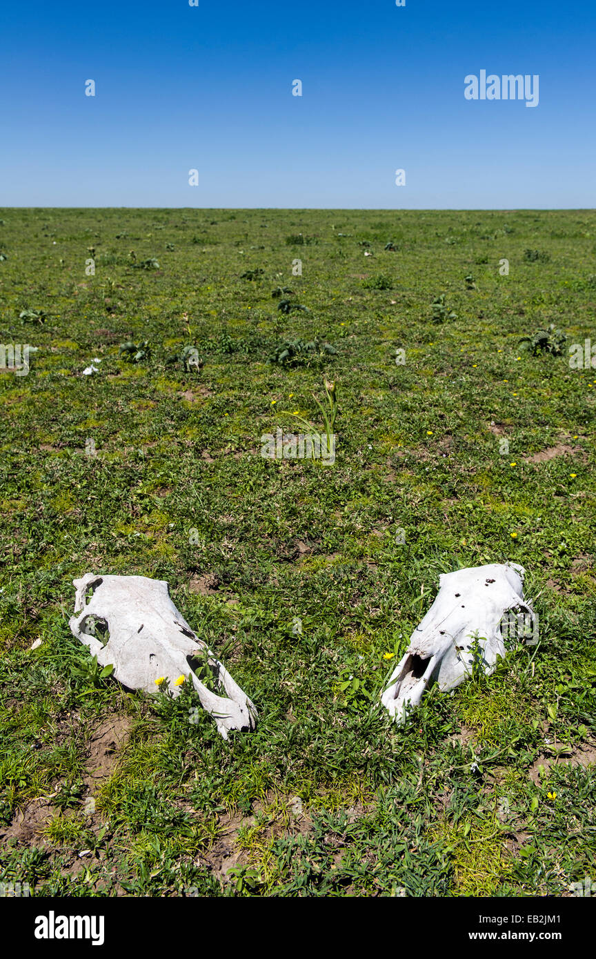 Une paire de crânes Zebra blanchie sur un vaste et sans fin de l'herbe courte plaine de savane après la migration. Banque D'Images