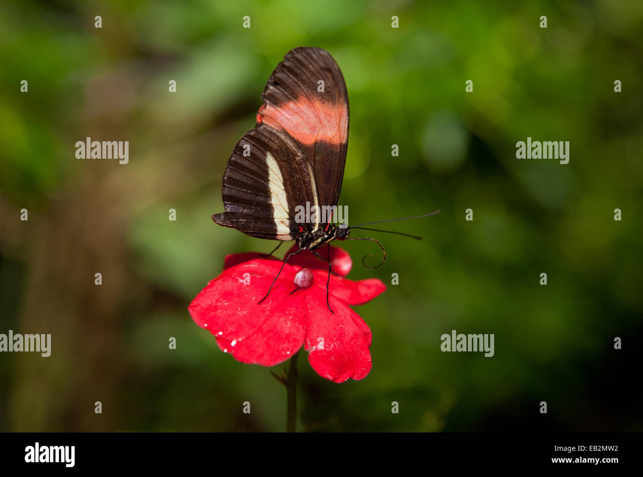 Le Postman Butterfly, Heliconius melpomene. Ces types de papillons sont également connu sous le nom de passion papillons de vigne. Elles vont fr Banque D'Images