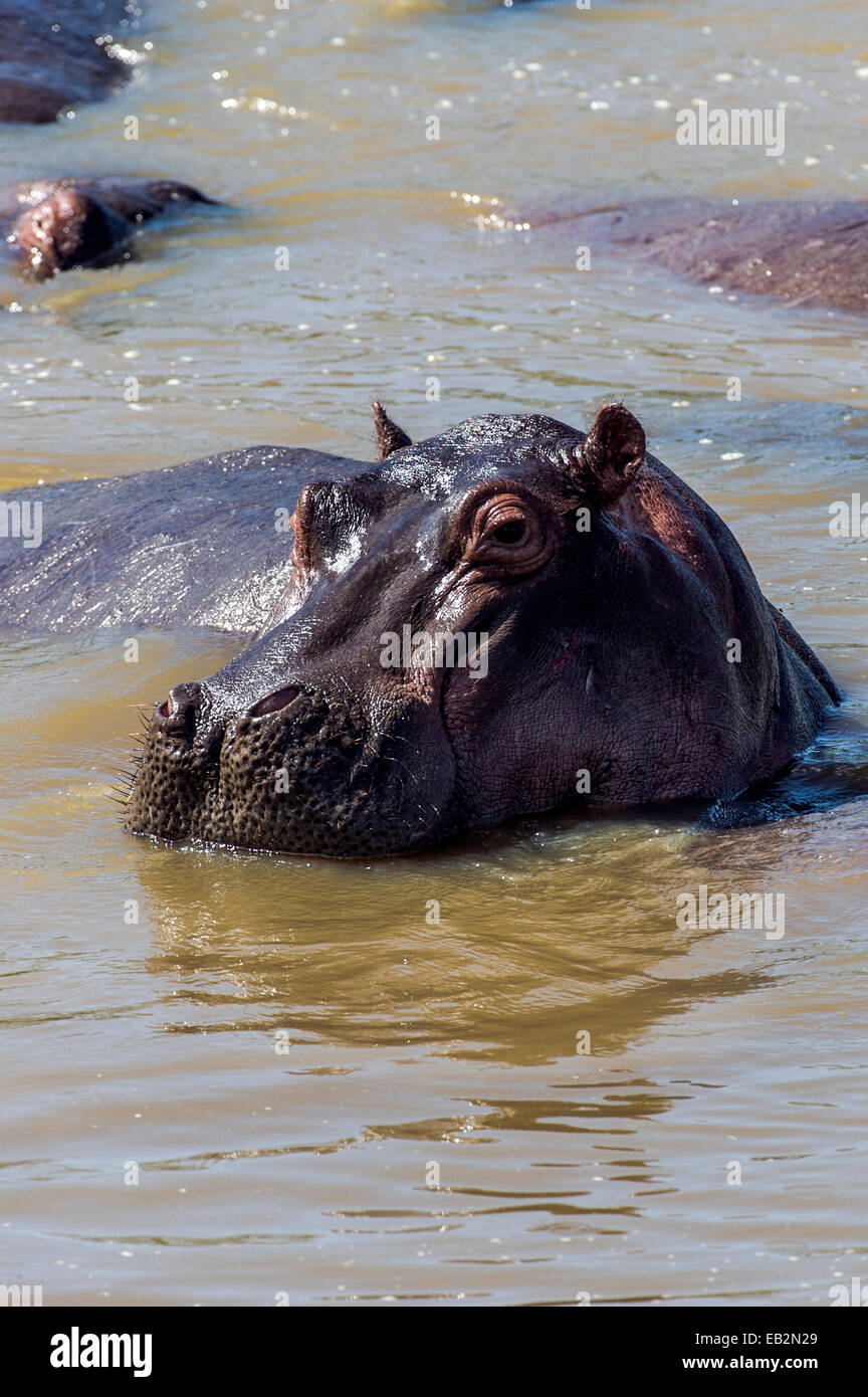 Une alerte d'hippopotame du Nil s'élève de la surface d'un trou d'eau au cours de la chaleur de la journée. Banque D'Images