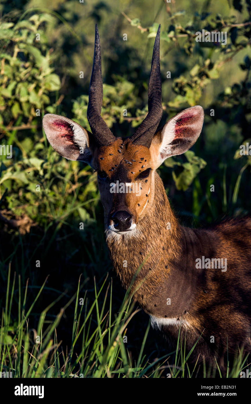 Va couvrir le visage d'un homme alerte à l'abri de la chaleur Bushbuck) dans un endroit frais creek bed au coucher du soleil. Banque D'Images