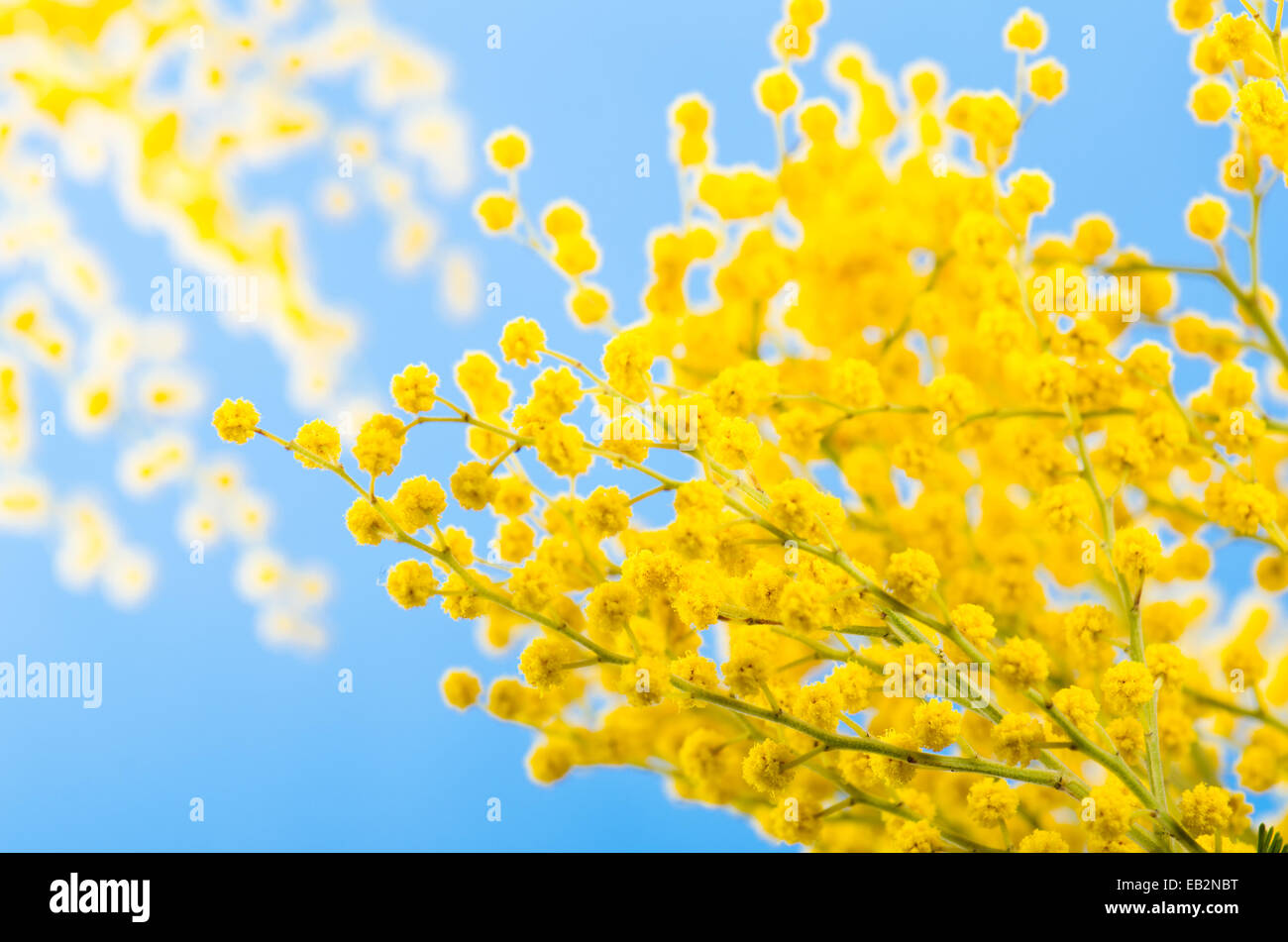 Bouquet de printemps avec une branche d'un mimosa en fleurs Banque D'Images