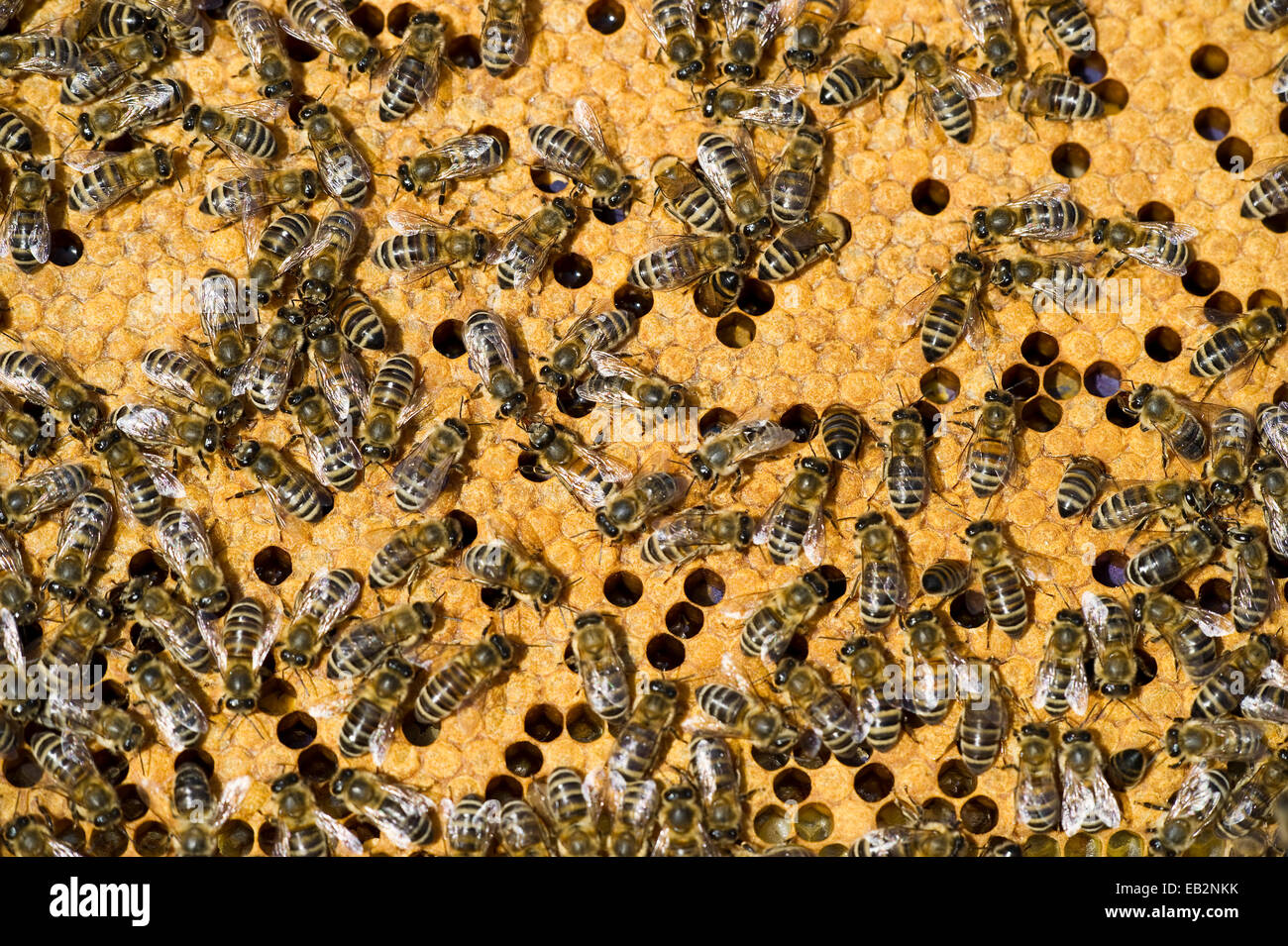 Les abeilles domestiques (Apis sp.) sur un rayon de miel, Allemagne Banque D'Images