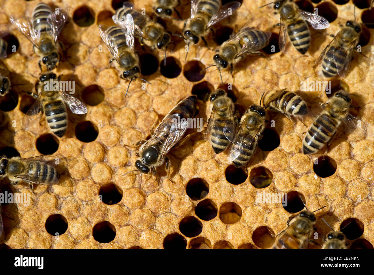 Les abeilles domestiques (Apis sp.) sur un rayon de miel, reine des abeilles au centre, Allemagne Banque D'Images