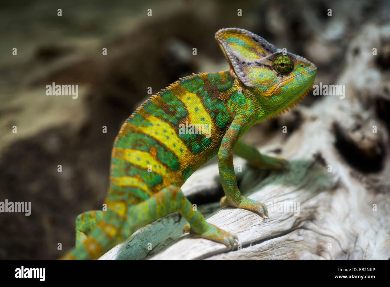 Caméléon caméléon du Yémen ou voilée (Chamaeleo calyptratus), Banque D'Images