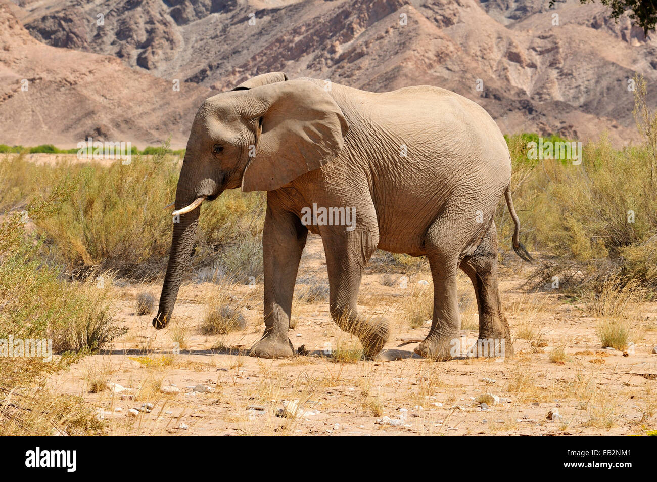 De vache les rares éléphants du désert namibien (Loxodonta africana), la rivière Hoanib, Désert du Namib, Kaokoland, Kaokoveld, province de Kunene Banque D'Images