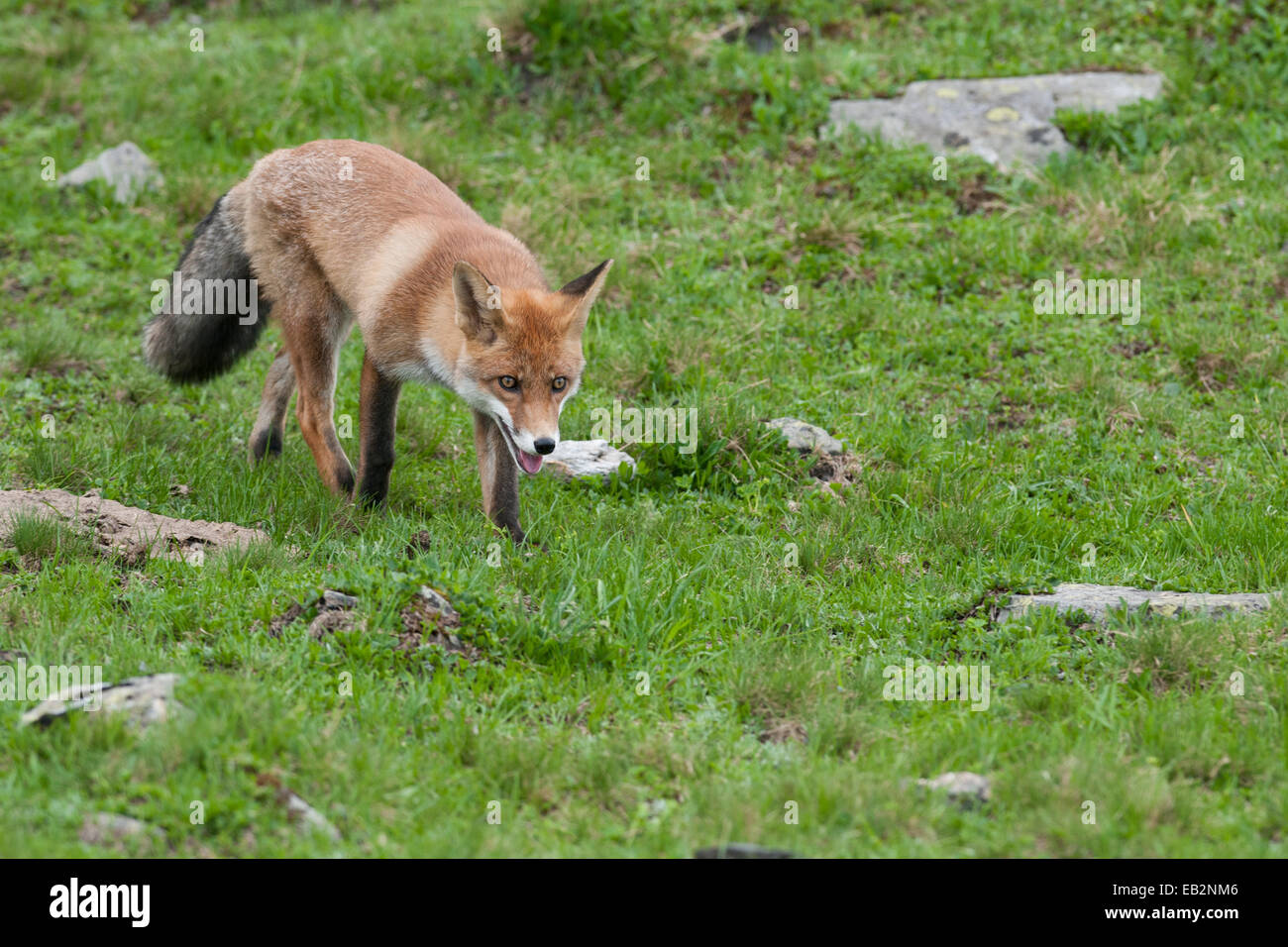 Le renard roux (Vulpes vulpes) à pied sur une prairie alpine, Unterland tyrolien, Tyrol, Autriche Banque D'Images