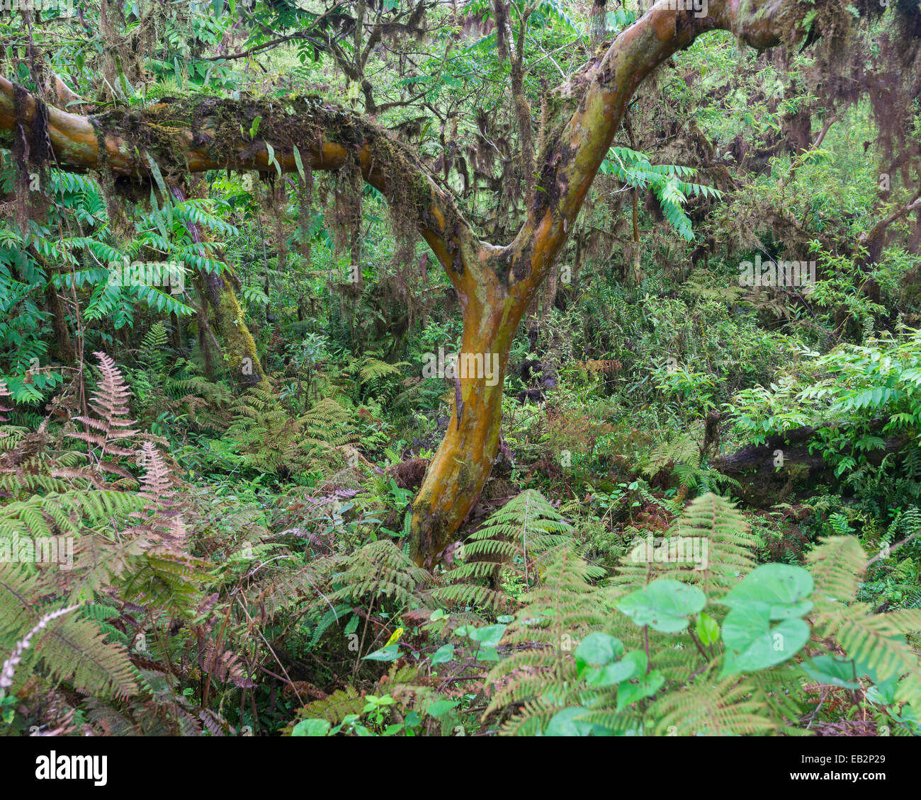 Forêt tropicale, l'île Isabela, Équateur, Îles Galápagos Banque D'Images