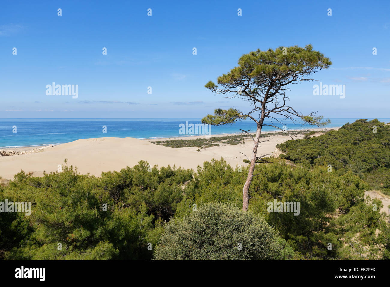 Pine Tree sur dunes de sable, côte lycienne, Gelemiş, région méditerranéenne, Turquie Banque D'Images