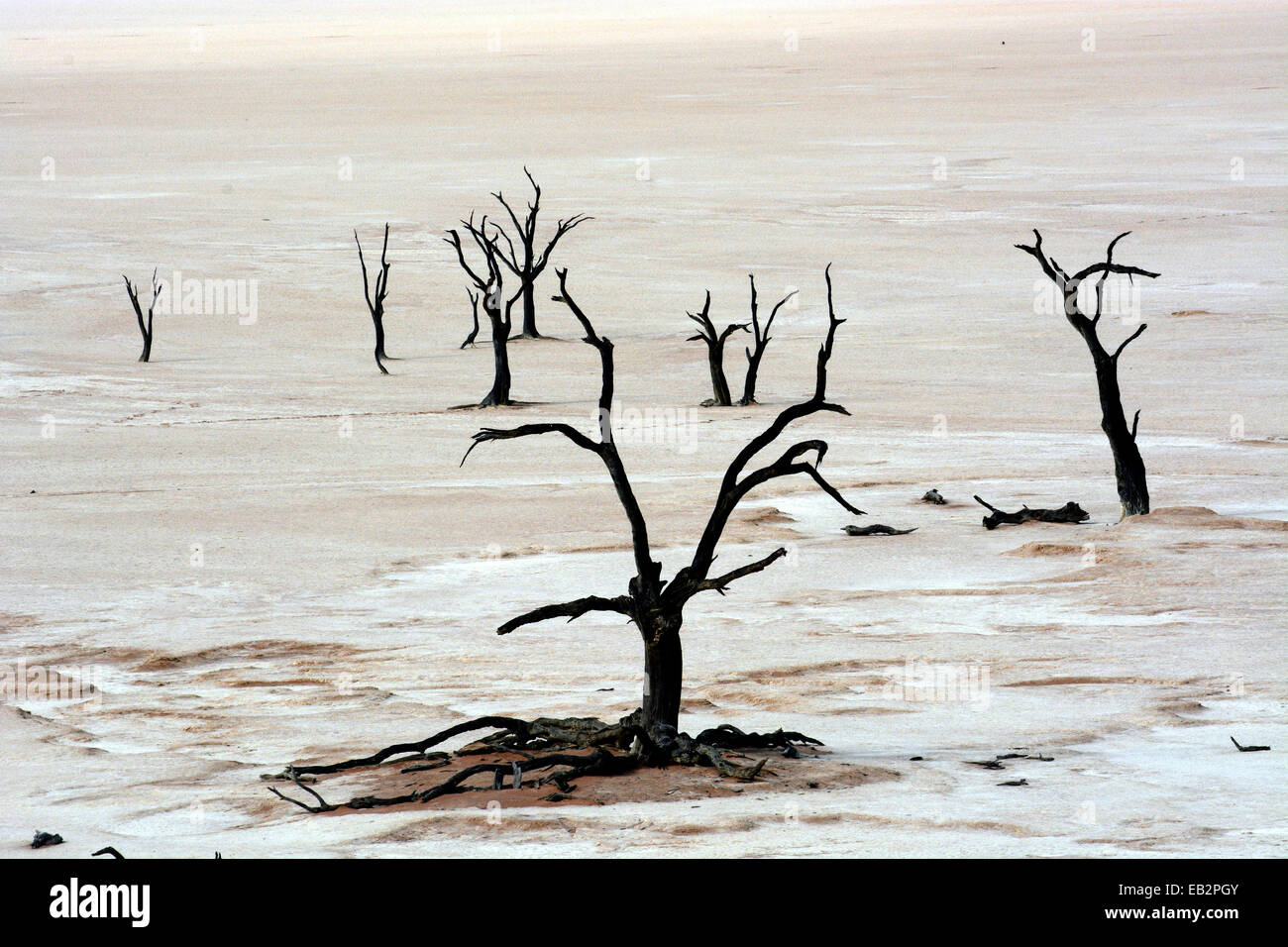 Arbres morts dans Dead Vlei ou Deadvlei, Namib, Namibie, région Hardap Banque D'Images