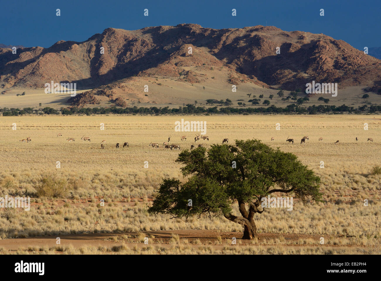 Oryx antilopes (oryx) pâturage dans un paysage de steppe ou veldt, Namib, Namibie, région Hardap Banque D'Images