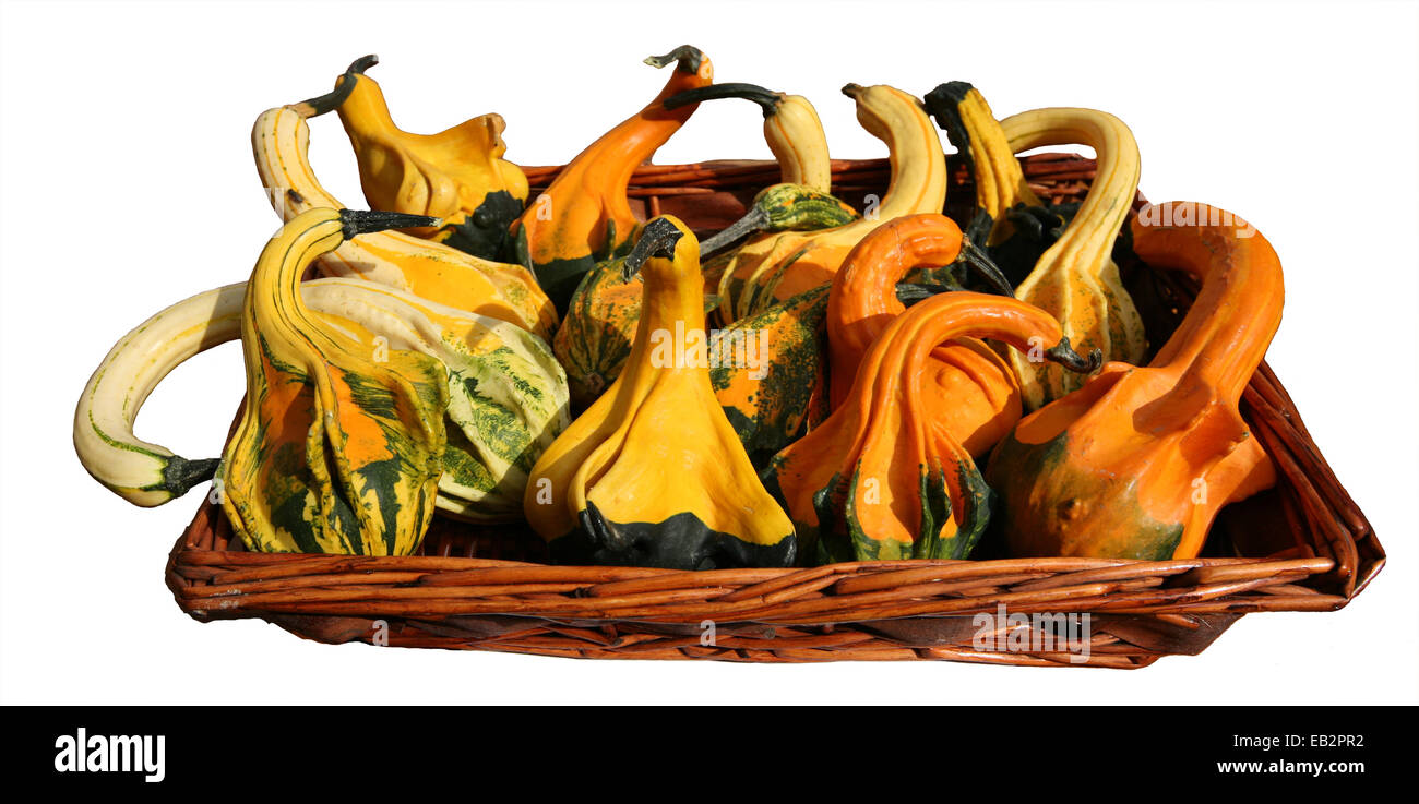 Citrouilles, (Cucurbita pepo). Banque D'Images