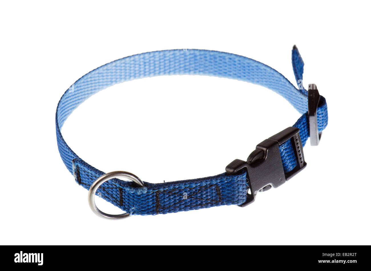 Collier bleu pour un petit chien qui est isolé sur fond blanc Banque D'Images