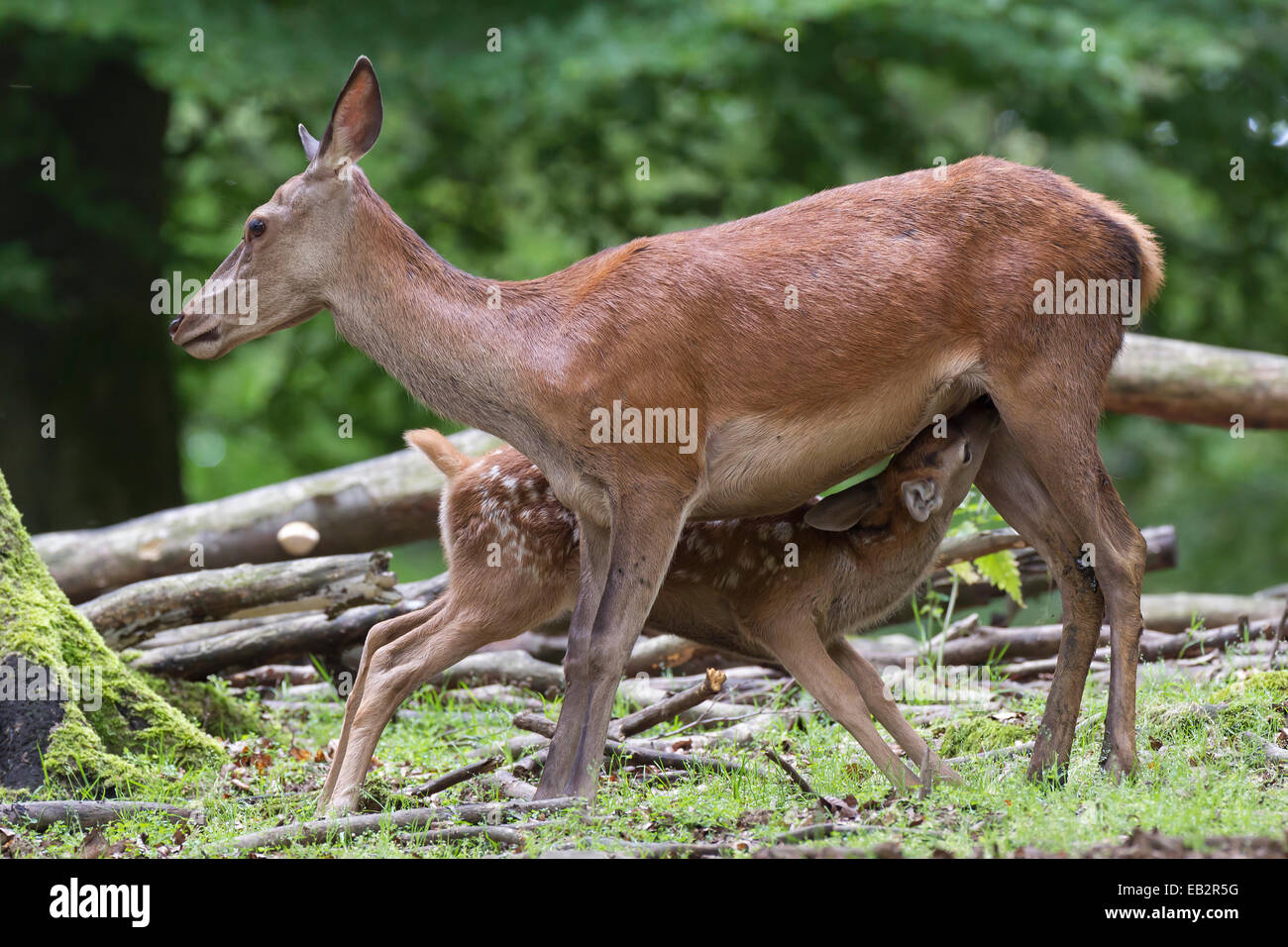 Red Deer (Cervus elaphus), DOE, veau de lait Vulkaneifel, Rhénanie-Palatinat, Allemagne Banque D'Images