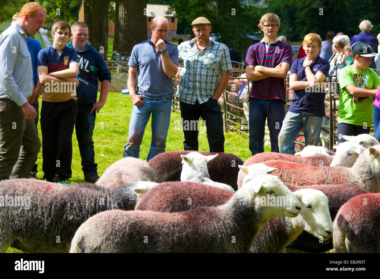 Moutons Herdwick en étant jugé à Penrith Dog Day, Lake District, Cumbria, England, UK. Banque D'Images
