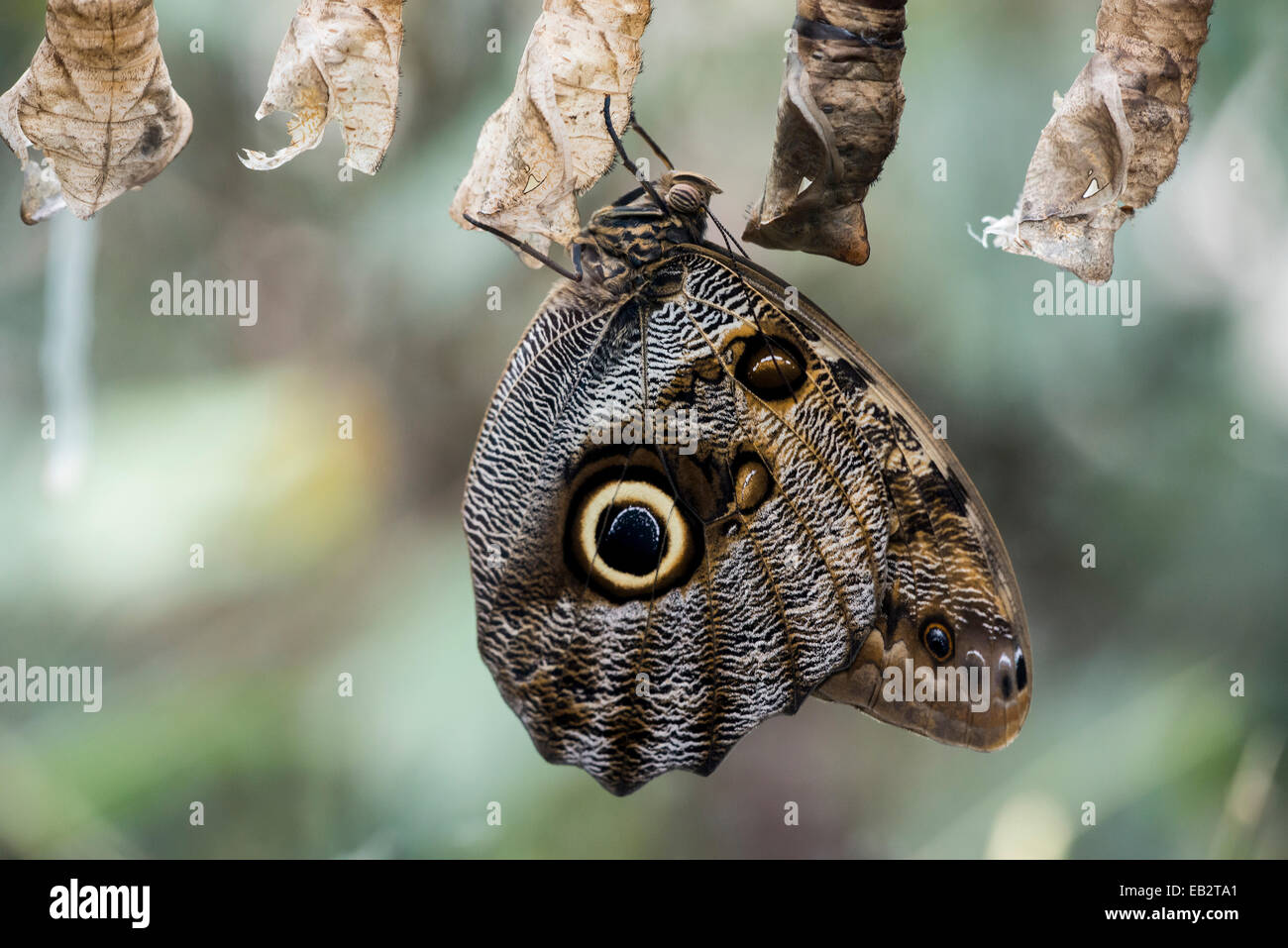 Forêt nouvellement éclos papillon Hibou géant (Caligo eurilochus), Zoo Wilhelma butterfly house, Stuttgart, Bade-Wurtemberg Banque D'Images