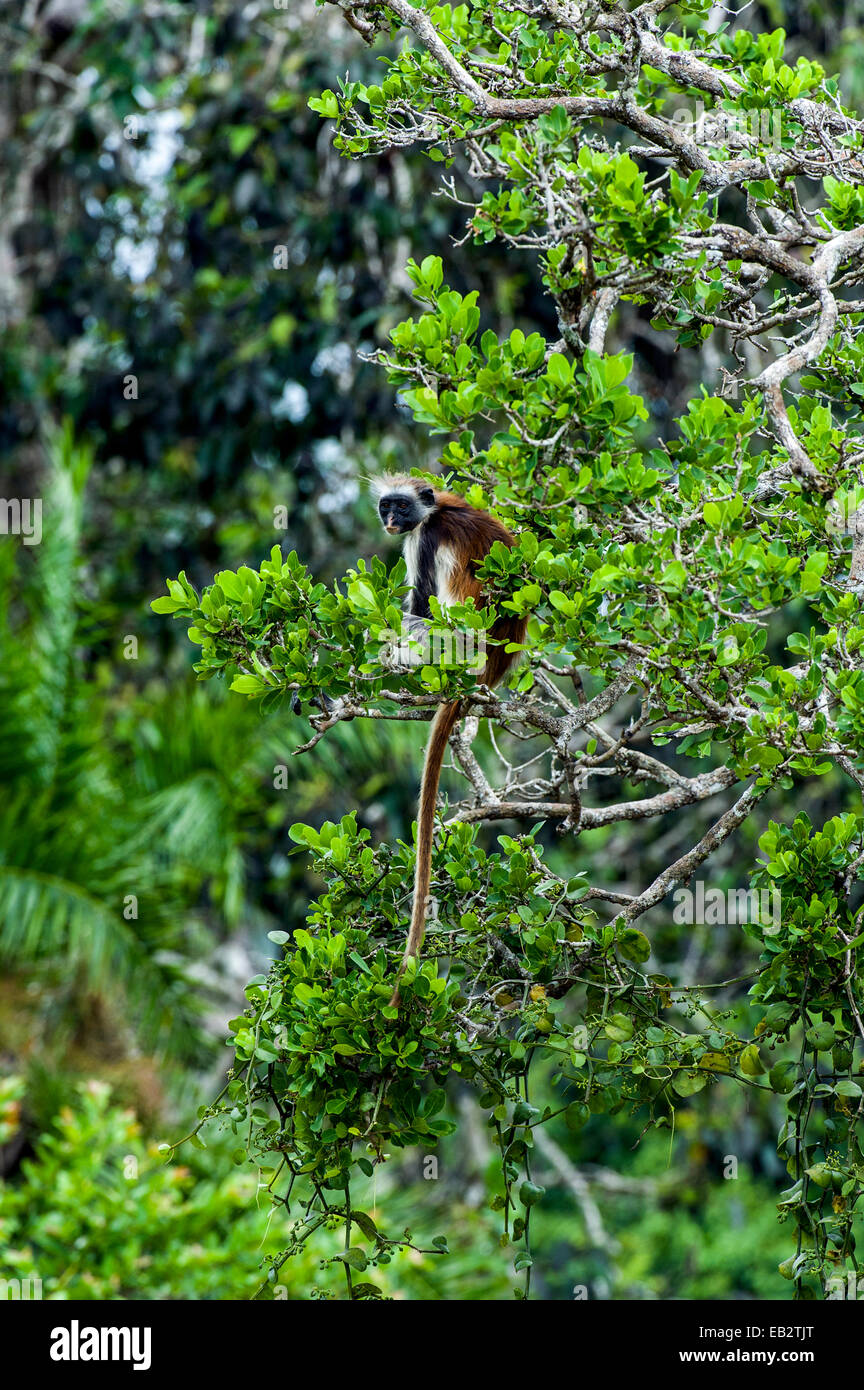 Une espèce en voie d'Zanzibar Colobus rouge se reposant dans la canopée d'une forêt de chiffon Corail. Banque D'Images