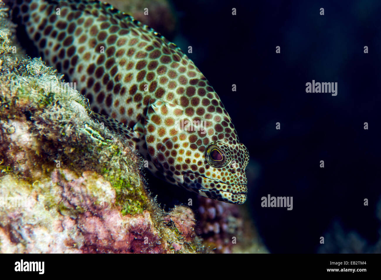 La peau tachetée d'un Foursaddle groupe reposant sur un récif de coraux tropicaux. Banque D'Images