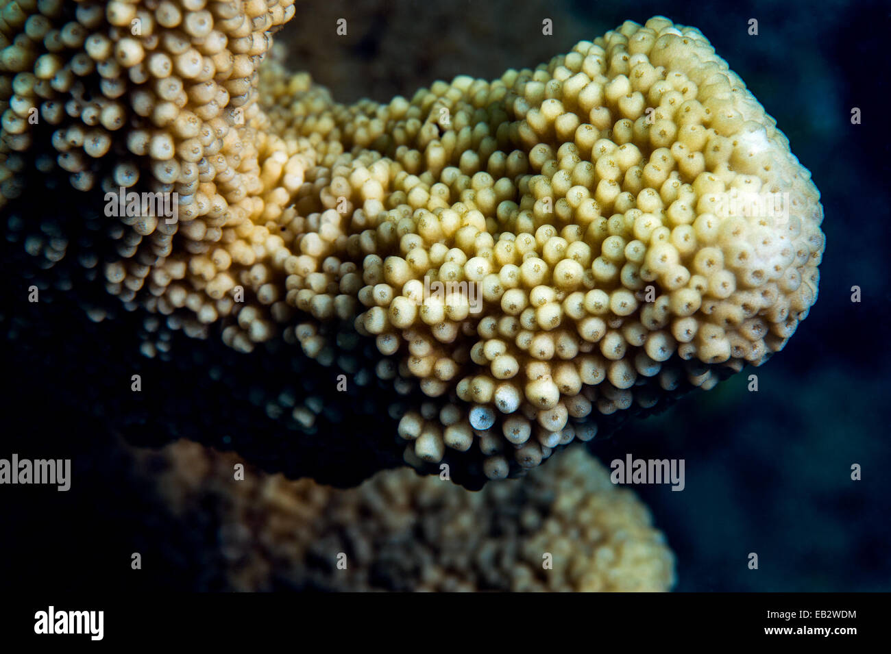 Une colonie de polypes de corail ressemblant à des yeux sur un récif tropical. Banque D'Images