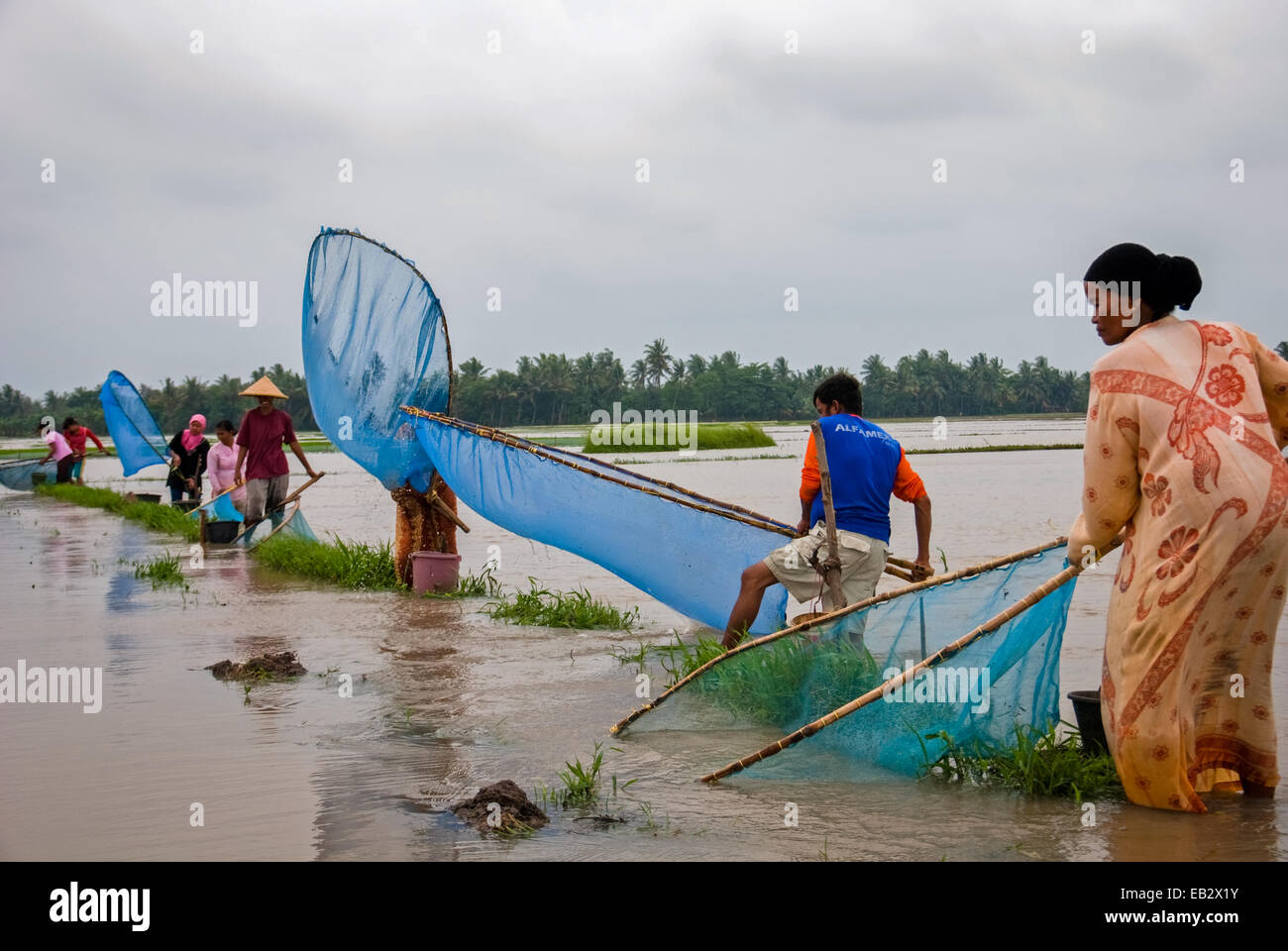 Les agriculteurs locaux de Karawang pêchent avec des filets de poisson, une alternative à la nourriture lorsque leurs champs de riz se sont inondés pendant la mousson. Banque D'Images